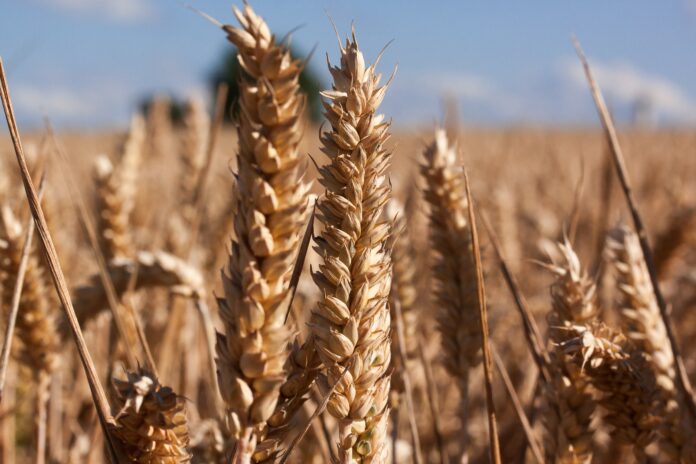 wheat in health food